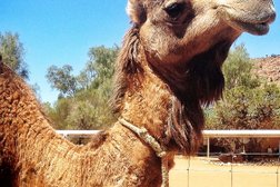 Pyndan Camel Tracks Alice Springs Photo