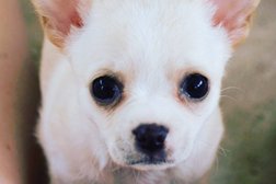 Nirechi Chihuahua Photo