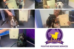 Positive Response Dog Training in Queensland