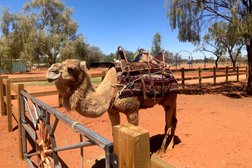 Camels Australia Photo