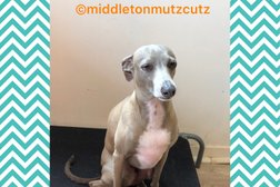 Middleton Mutz Cutz Dog grooming Photo