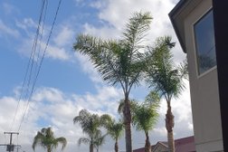 Hi Palms - Palm Tree Removal Adelaide Photo