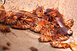 KAI Termite Control Lyneham Photo