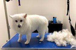Happy Tails Grooming Canberra Photo