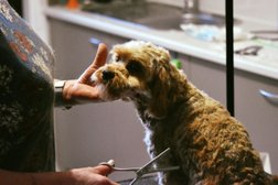 Picky Pups Dog Grooming Photo