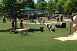 K9 Doggy Daycare in Brisbane