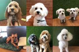 Cuddly Canine Grooming Salon in Sydney
