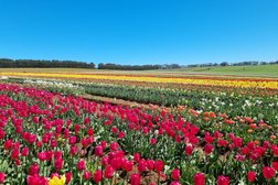 Table Cape Tulip Farm in Tasmania