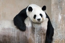 Panda Websites in Melbourne