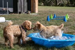 CleverPawz Dog Training in Tasmania