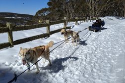Sled Dog Tours Mount Baw Baw in Victoria