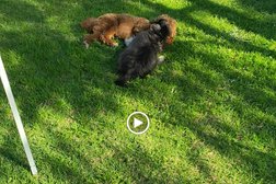 Paw Behaviour Dog Training in Melbourne