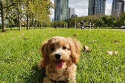 Cavoodle World in Sydney