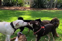 Eazy Dog Training Photo