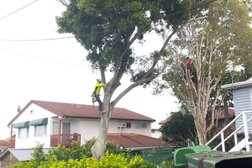Arrow Tree Services in Queensland