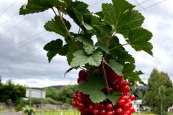Westerway Raspberry Farm in Tasmania