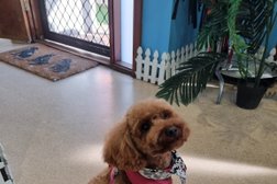 Cheeky Dog Salon in Adelaide