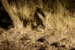 Barna Mia Nocturnal Wildlife Experience in Western Australia