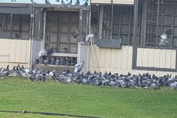 Adelaide Pigeon Club Photo