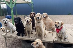 Pups4Fun Canberra - GROOMING DAYCARE TRAINING Photo