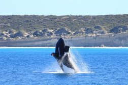 EP Cruises - Fowlers Bay Whale Tours Photo