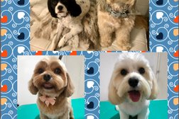 Little Wiggles Dog Grooming & Daycare in Sydney