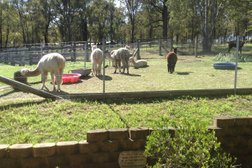 Tanglin Lodge Alpaca in Sydney