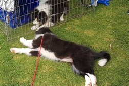 Noarlunga City Obedience Dog Club in Adelaide