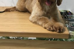 Clover Dog Design (Dog Grooming Salon) Photo