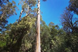 Tree fix tas in Tasmania