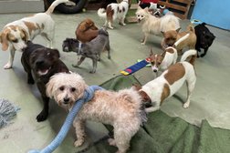 Pawesome Academy Doggy Day Care and Training in Queensland