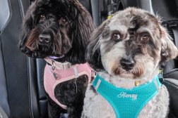 Bloomingtails Dog Grooming, Doggy daycare, Dog walking, pet minding and retail store Photo