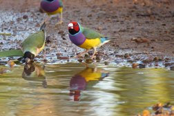 NT Bird Specialists in Northern Territory