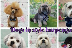 Dogs In Style Dog Grooming Burpengary in Queensland