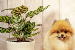 Pup Culture Dog Grooming in Sydney
