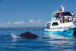 Freedom III Whale Watch and Charters in Queensland