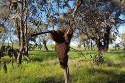 A+ Darwin Bee Removals & Swarm Catching Apiarist in Northern Territory