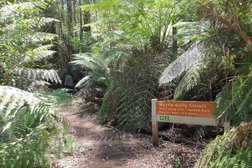 Wirrawilla Rainforest Walk in Victoria