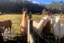 Llama Farma in Tasmania