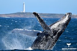 Whale Watch Western Australia - Augusta Humpback Whale Tours in Western Australia