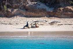 Sea Lion Charters in Western Australia