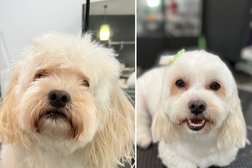 Tiny Tails Dog Grooming | Wynnum/Manly in Brisbane