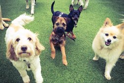 Urban Paws Doggy Daycare Yarraville Photo