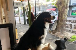 Canterbury Dog Grooming in Melbourne