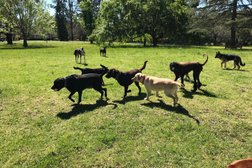 Doggy Farmstay in Sydney
