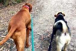 Wags Walkers - Dog Walking & Pet Visit Service Photo