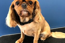 Smooch ya pooch dog grooming salon in Melbourne