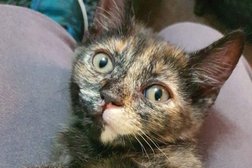 Neonatal Kitten Rescue Hobart Photo