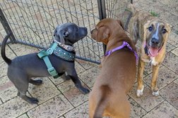Dog Training Help in Western Australia