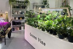 The Green Vine Plants Photo